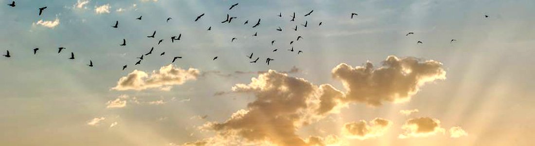 birds-flying